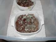 green mold on casing